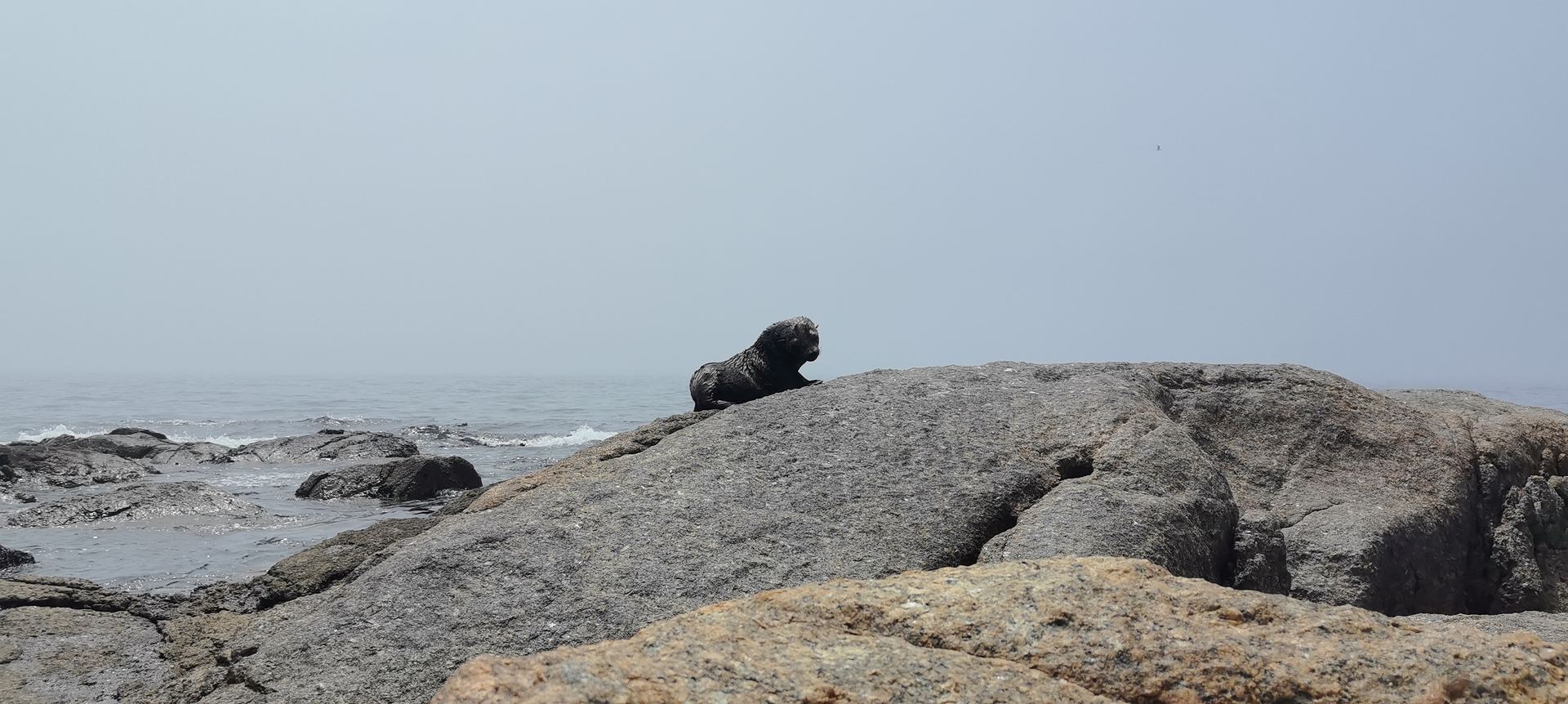 Seal